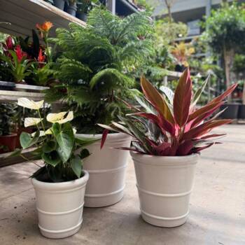 Konisk glaseret krukke - sæt 3stk - hvid - sort - grøn mos + blå/grøn