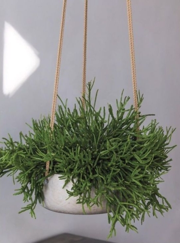 Blomsterampel i matsort eller sandgrå fiberclay med flettet tov - H.11xØ.29cm