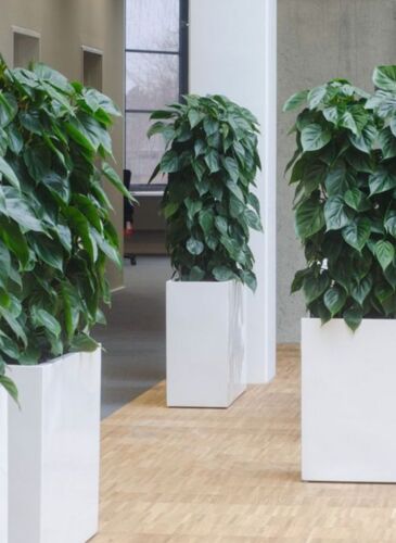 Matsort eller Mathvid plantekumme / rumdeler med planteindsats og hjul - 4 størrelser