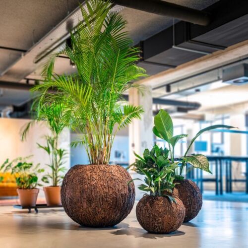 Stor rund krukke med bark - 3 str