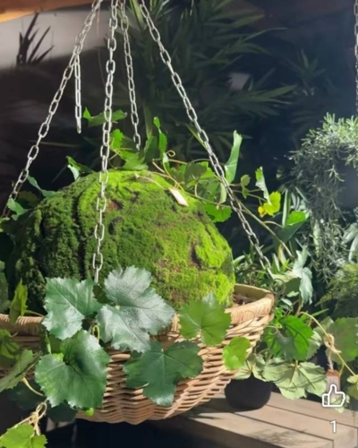 Store ampler / hængepotter i rattan med kæder - 4 størrelser