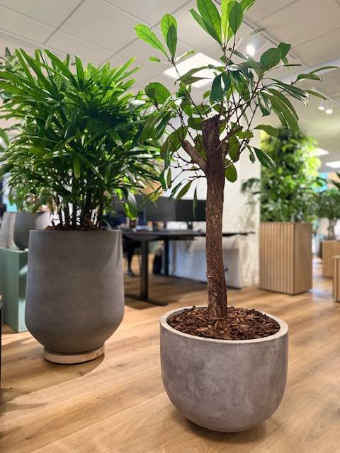 Stor rund lav indendørs krukke i fiberbeton - Ø.51 + Ø.61 - sand/grå - Topkvalitet