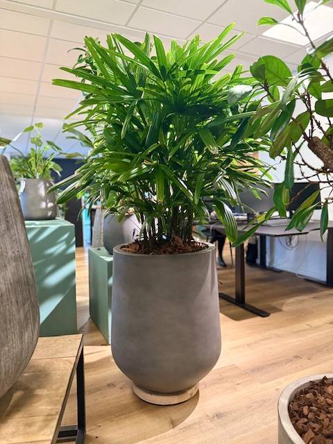 Nordic Style Krukke i Fiberbeton - H.40 + H.50cm + H.68cm