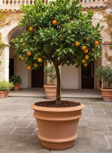 Toscana krukke i Terracotta - 4 str op til Ø.110cm