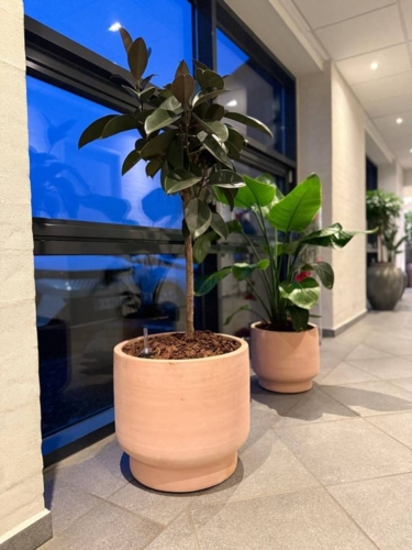 Terracotta Krukker på fod / sokkel - Ø.50cm + Ø.60cm