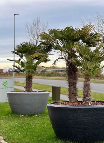 Sort konisk krukke granite black rib - Livstidsgaranti - Op til Ø.156cm