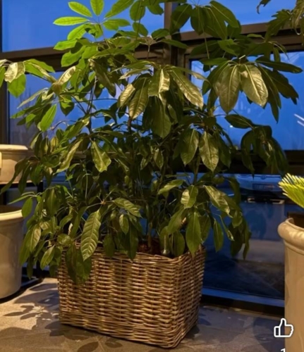 Aflange rattan krukker med hjul - L.60cm + L.70cm