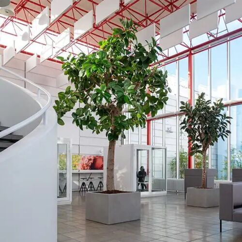 Kæmpe indendørs firkantet krukke på hjul / Sort + Grå