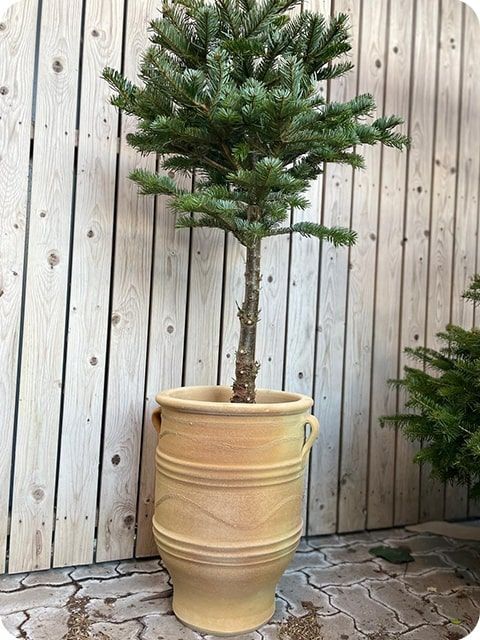 Græsk krukke i Terracotta med ører - H.50cm + H.60cm