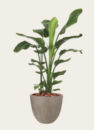 Store indendørs krukker i fiberbeton / Concrete look - Op til Ø.120cm