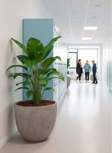 Store indendørs krukker i fiberbeton / Concrete look - Op til Ø.120cm