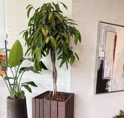 H.80x45x45cm indendørs plantekrukke i brun træ med indsats