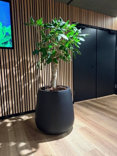 Stor konisk sort eller grå plantekrukke - 2 str.