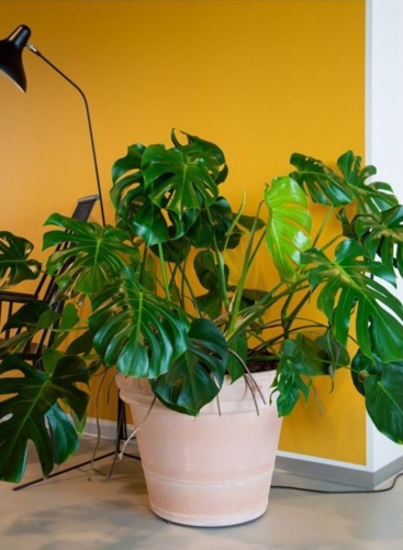 Italienske Klassiske Krukker I Terracotta - 4 størrelser