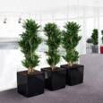 Lechuza Cube Premium med selvvanding - 30cm + 40cm + 50cm - 6 farver - M/U Hjul