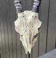 Antilope trofæ i resin på fod