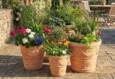 Italienske Terracotta krukker med ranker og blomster