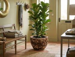 Rund krukke med coconut skaller - Ø.55cm