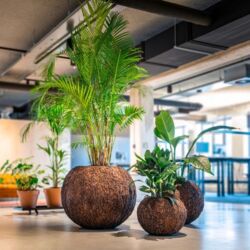 Stor rund krukke med bark - 3 str