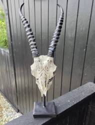 Antilope trofæ i resin på fod