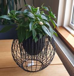 Potteskjuler i sort jern med jerntråde - Ø.26cm