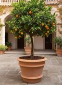Toscana krukke i Terracotta - 4 str op til Ø.110cm