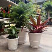 Konisk glaseret krukke - sæt 3stk - hvid - sort - grøn mos + blå/grøn