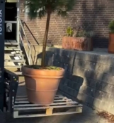 Stor Klassisk Italy Terracotta Krukke - Op til Ø.100cm